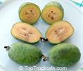 Feijoa sellowiana